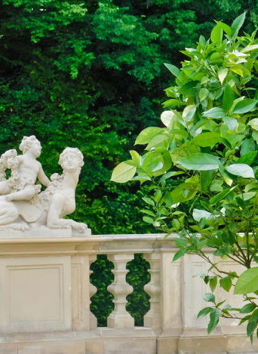 Kamienna balustrada z rzeźbą. Na pierwszym planie młode drzewo. W tle, za balustradą żywopłot i drzewa.