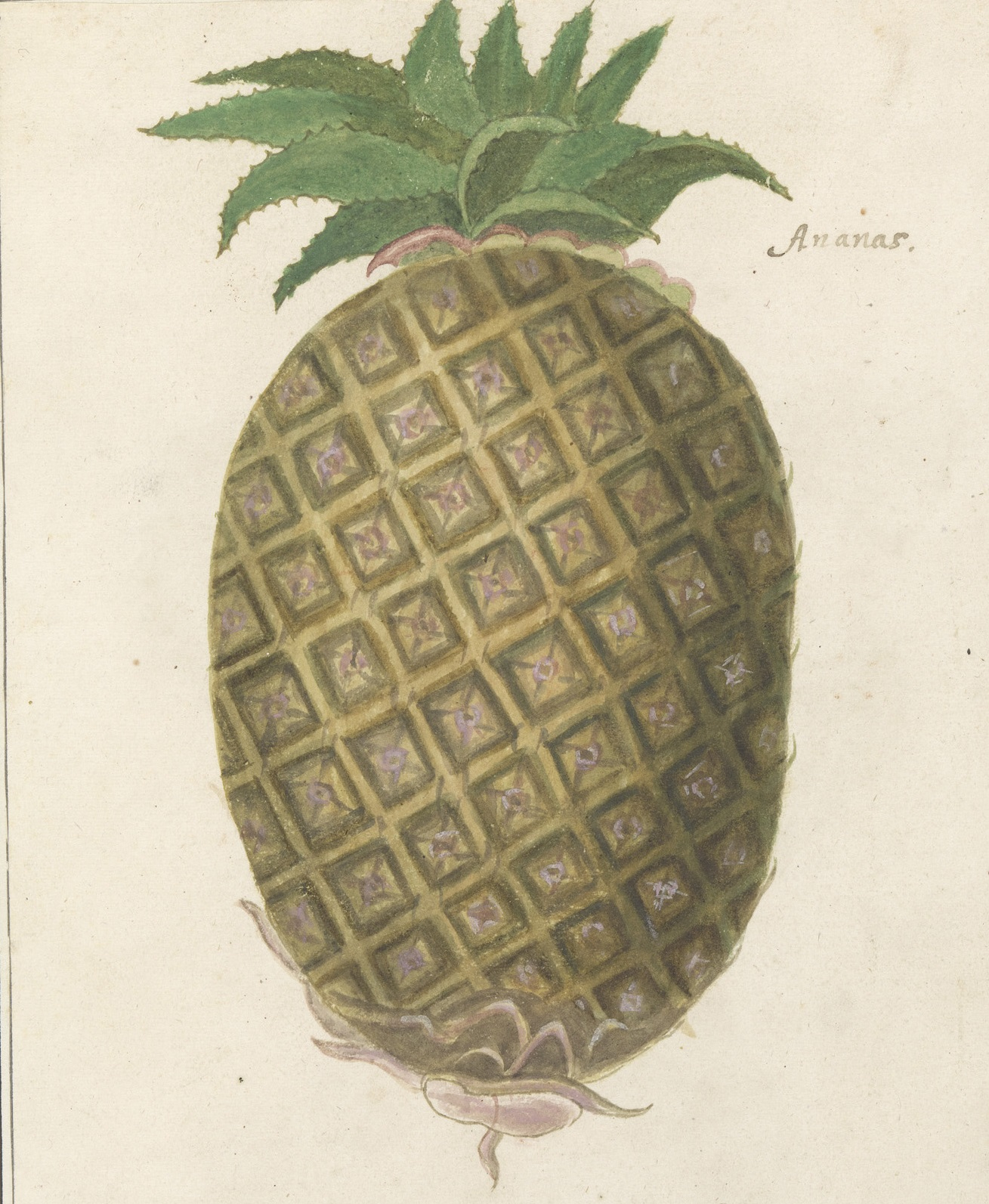 Atlas roślin rodzimych i obcych: Johann Philipp Breyne, jego córki i ...
